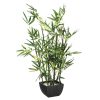 Φυτό σε γλάστρα Green pakoworld 43x34x67εκ 199-000211