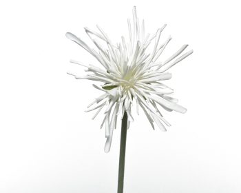 Κλαδί Χρυσάνθεμο Λευκό 60cm white 804264