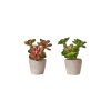 ΚΑΚΤΟΣ ASS/2 ECHEVERIA ΠΡΑΣΙΝΟ/ΡΟΖ 19cm 20-31-809