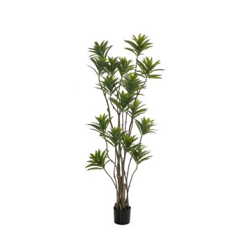 ΦΥΤΟ BAMBOO 180ΕΚ.ΣΕ ΜΑΥΡΗ ΠΛΑΣΤΙΚΗ ΓΛΑΣΤΡΑ (ΔΙΑΜΕΤΡΟΣ 65ΕΚ.) ΠΕΡΙΠΟΥ