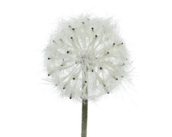 Beauty Home ΛΟΥΛΟΥΔΙ 50CM