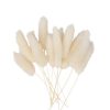 Beauty Home ΓΑΤΑΚΙΑ LAGURUS 12 TMX 8 cm