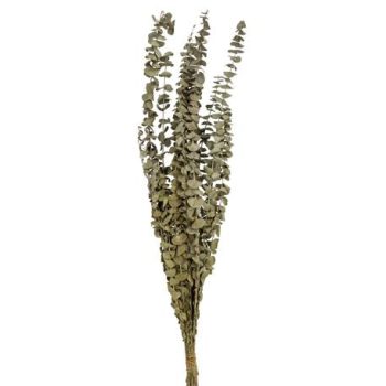 Beauty Home ΕΥΚΑΛΥΠΤΟΣ PRESERVED 70 cm