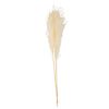 Beauty Home PAMPAS ΕΚΡΟΥ 80 CM 3 ΤΜΧ