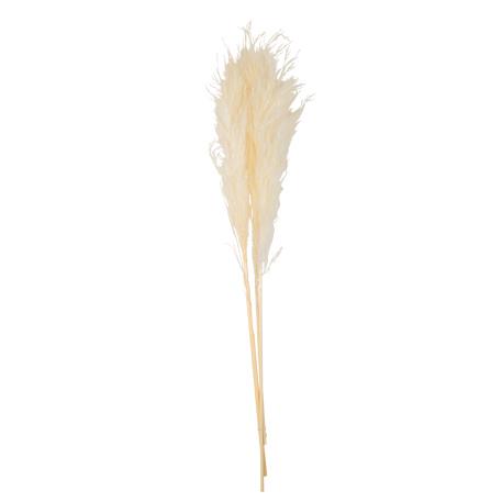 Beauty Home PAMPAS ΕΚΡΟΥ 80 CM 3 ΤΜΧ