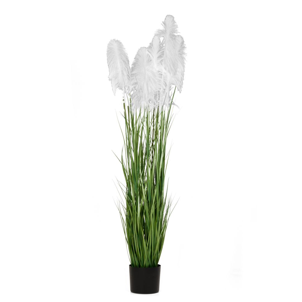 ΦΥΤΟ ΛΕΥΚΟ PAMPAS GRASS Χ3 Φ23Χ220ΕΚ ΣΕ ΜΑΥΡΗ ΠΛΑΣΤΙΚΗ ΓΛΑΣΤΡΑ