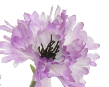Alternative view of ΛΟΥΛΟΥΔΙ 68 CM