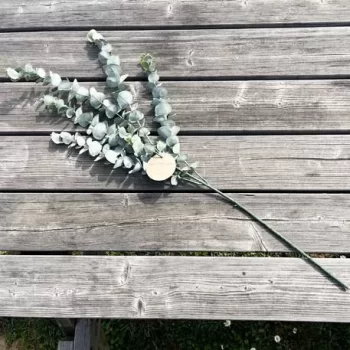 Alternative view of ΜΠΟΥΚΕΤΟ ΕΥΚΑΛΥΠΤΟΣ 83 CM