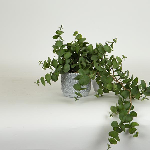 ΦΥΤΟ ΣΕ ΓΛΑΣΤΡΑΚΙ, ΠΛΑΣΤΙΚΟ, ΛΕΥΚΟ, 45cm