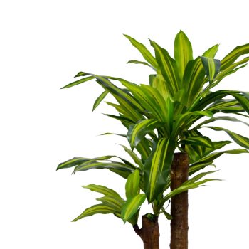 Alternative view of Διακοσμητικό φυτό Dracaena σε γλάστρα Inart πράσινο pp Υ110εκ