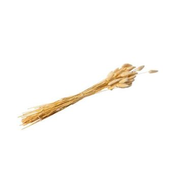 Alternative view of ΑΠΟΞΗΡΑΜΕΝΟ ΜΠΟΥΚΕΤΟ LAGURUS 70 CM