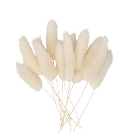 ΓΑΤΑΚΙΑ LAGURUS 12 TMX 8 cm - Image 3