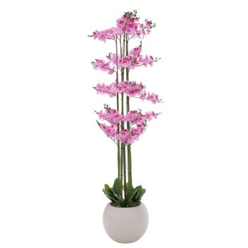 ΡΟΖ ΟΡΧΙΔΕΑ PHALAENOPSIS ΣΕ ΕΚΡΟΥ ΚΕΡΑΜΙΚΟ ΚΑΣΠΩ 190ΕΚ
